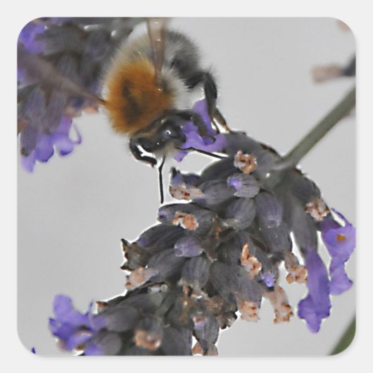 Naturen Prachtige werknemers Vierkante Sticker (Voorkant)