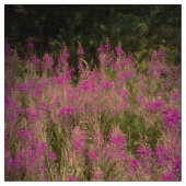 Naturen roze verbinding stof (Close Up)