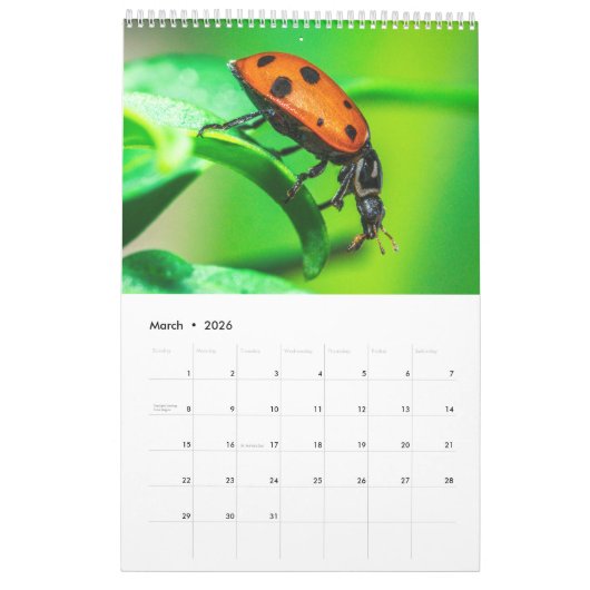 Nature's beauty: Small Sights Kalender (Mar 2026)