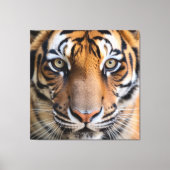 Nature's Wild Animals - Tiger Canvas Afdruk (Voorkant)