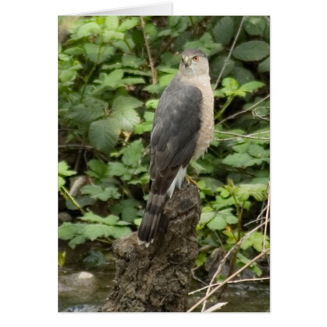 Natuur (Voorkant)
