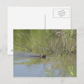 NATUUR 2 BRIEFKAART (Voorkant / Achterkant)