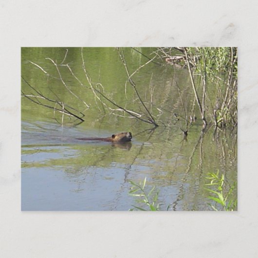 NATUUR 2 BRIEFKAART (Voorkant)