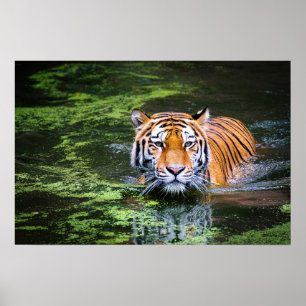 Natuur aardrijkskundige tijger in waterfotografie poster