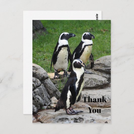 Natuur Afrikaanse Pinguïn Foto Bedankt Briefkaart (Voorkant / Achterkant)