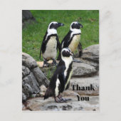 Natuur Afrikaanse Pinguïn Foto Bedankt Briefkaart (Voorkant)