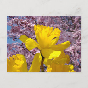 Natuur ansichtkaart bloemrijke lente narcis bloeme briefkaart