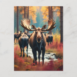 *~* Natuur AP49 MOOSE Forest PINES STREAM Briefkaart