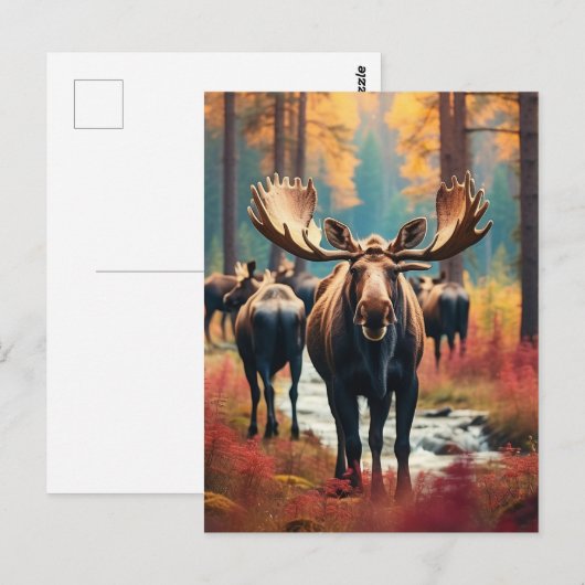 *~* Natuur AP49 MOOSE Forest PINES STREAM Briefkaart (Voorkant / Achterkant)