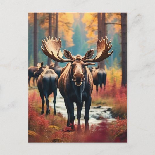 *~* Natuur AP49 MOOSE Forest PINES STREAM Briefkaart (Voorkant)