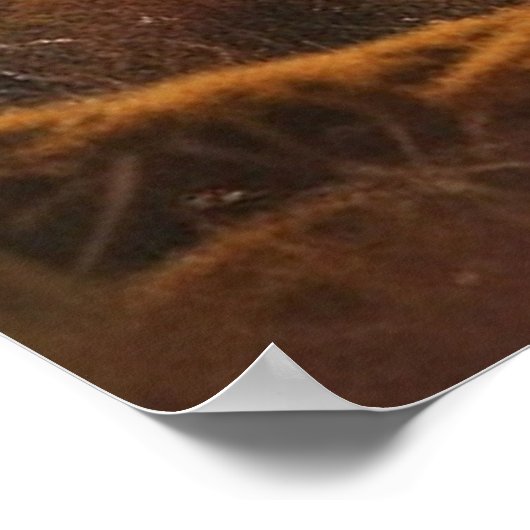 *~* Natuur AP49 MOOSE Forest PINES STREAM Poster (Hoek)