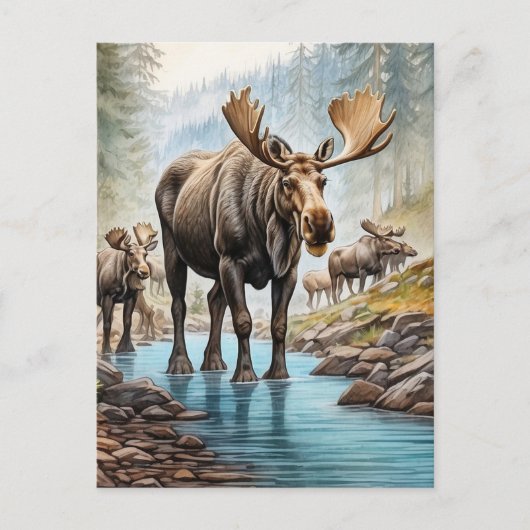*~* Natuur AP49 MOOSE HERD Forest STREAM Briefkaart (Voorkant)