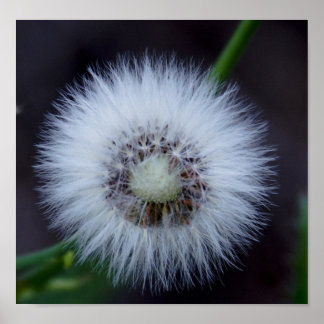 Natuur&apos;s zon poster