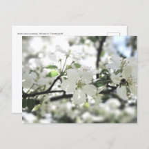 Natuur Apple Blossom Spring Tree
