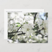Natuur Apple Blossom Spring Tree Briefkaart (Voorkant / Achterkant)