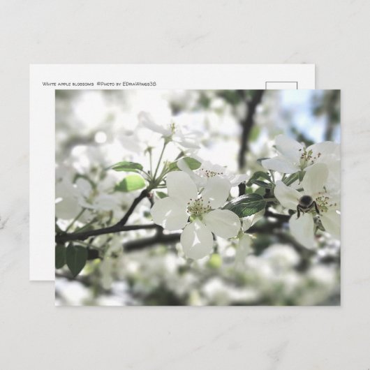 Natuur Apple Blossom Spring Tree Briefkaart (Voorkant / Achterkant)