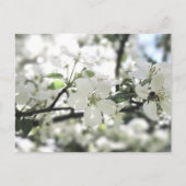 Natuur Apple Blossom Spring Tree Briefkaart (Voorkant)
