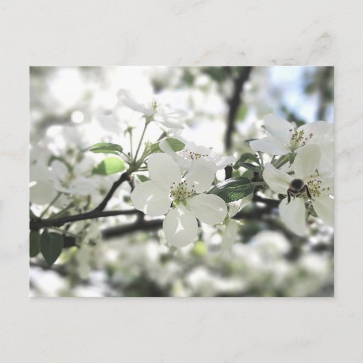 Natuur Apple Blossom Spring Tree Briefkaart (Voorkant)