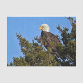 Natuur Bald Eagle Wildlife Foto Tissuepapier