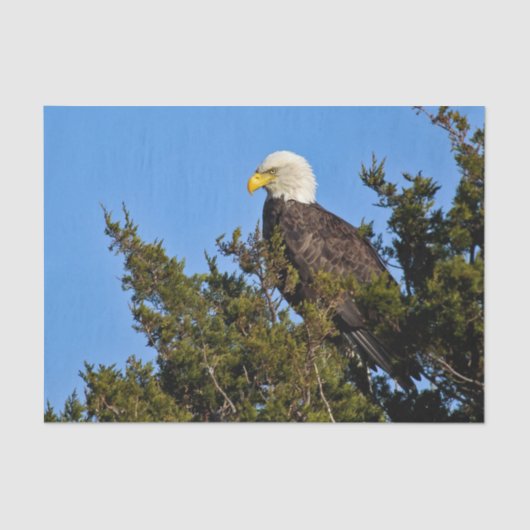 Natuur Bald Eagle Wildlife Foto Tissuepapier (Voorkant)
