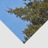 Natuur Bald Eagle Wildlife Foto Tissuepapier (Detail)