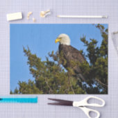 Natuur Bald Eagle Wildlife Foto Tissuepapier (Craft)