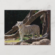 Natuur Bengalen Witte Tijger Fotografie