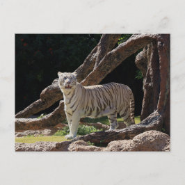 Natuur Bengalen Witte Tijger Fotografie Briefkaart