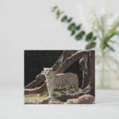 Natuur Bengalen Witte Tijger Fotografie Briefkaart (Staand voorkant)