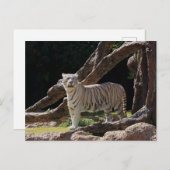 Natuur Bengalen Witte Tijger Fotografie Briefkaart (Voorkant / Achterkant)