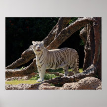 Natuur Bengalen Witte Tijger Fotografie