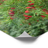 natuur, bijkantoor, plant, natuurlijk, seizoen, ro poster (Hoek)