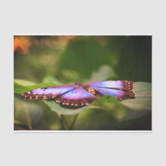 Natuur Blauwe vlinder Sluiten Ontkoppeling Tissuepapier (Voorkant)