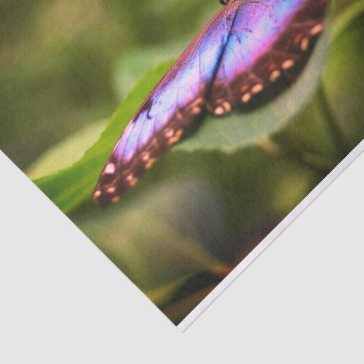 Natuur Blauwe vlinder Sluiten Ontkoppeling Tissuepapier (Detail)