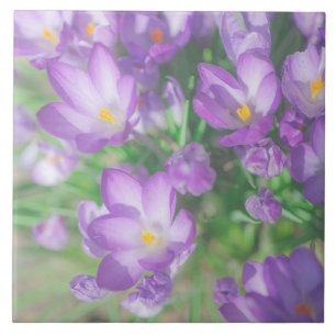 Natuur Bleke Paarse pasta Crocus Flowers Floral Tegeltje
