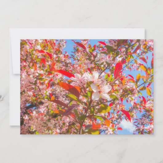 Natuur bloeit bloemen licht zonlicht kaart (Voorkant)