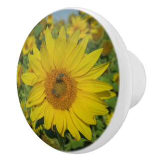 natuur, bloem, zomer, zonnebloem, bloesem, bloemri keramische knop