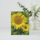 natuur, bloem, zomer, zonnebloem, bloesem, bloesem (Staand voorkant)