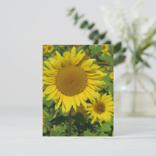 natuur, bloem, zomer, zonnebloem, bloesem, bloesem (Staand voorkant)