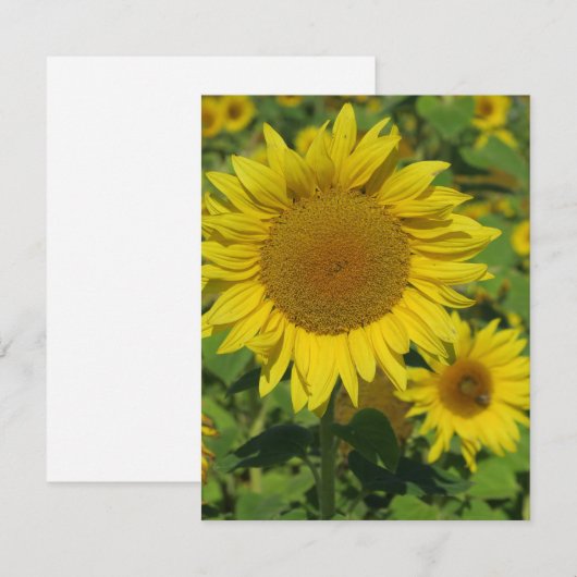 natuur, bloem, zomer, zonnebloem, bloesem, bloesem (Voorkant / Achterkant)