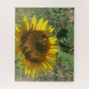 natuur, bloem, zomer, zonnebloem, bloesem; legpuzzel
