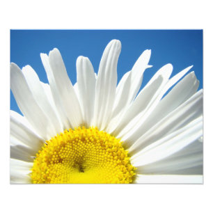 Natuur Bloemige Fotografie Prints Madeliefje Decor Foto Afdruk