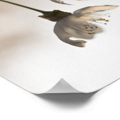 Natuur BLOeming White Cherry Tree Poster (Hoek)