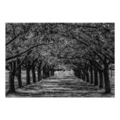 Natuur Bomen Foto Afdruk (Voorkant)