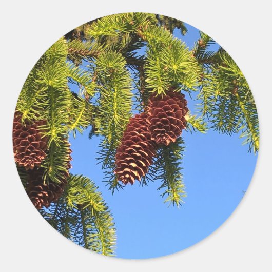 Natuur bos foto sticker met takken (Voorkant)