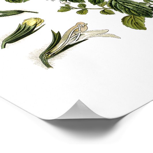 Natuur, botanische afdruk, bloemkunst van Lemon Ba Poster (Hoek)