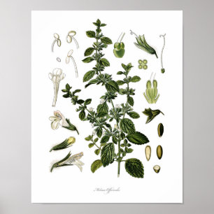 Natuur, botanische afdruk, bloemkunst van Lemon Ba Poster