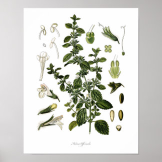 Natuur, botanische afdruk, bloemkunst van Lemon Ba Poster