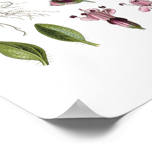 Natuur, botanische afdruk, bloemkunst van wilde ti poster (Hoek)