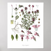 Natuur, botanische afdruk, bloemkunst van wilde ti poster (Voorkant)